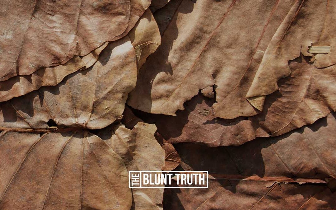 How Cigar Wrapper Tobacco Leaf Is Cultivated