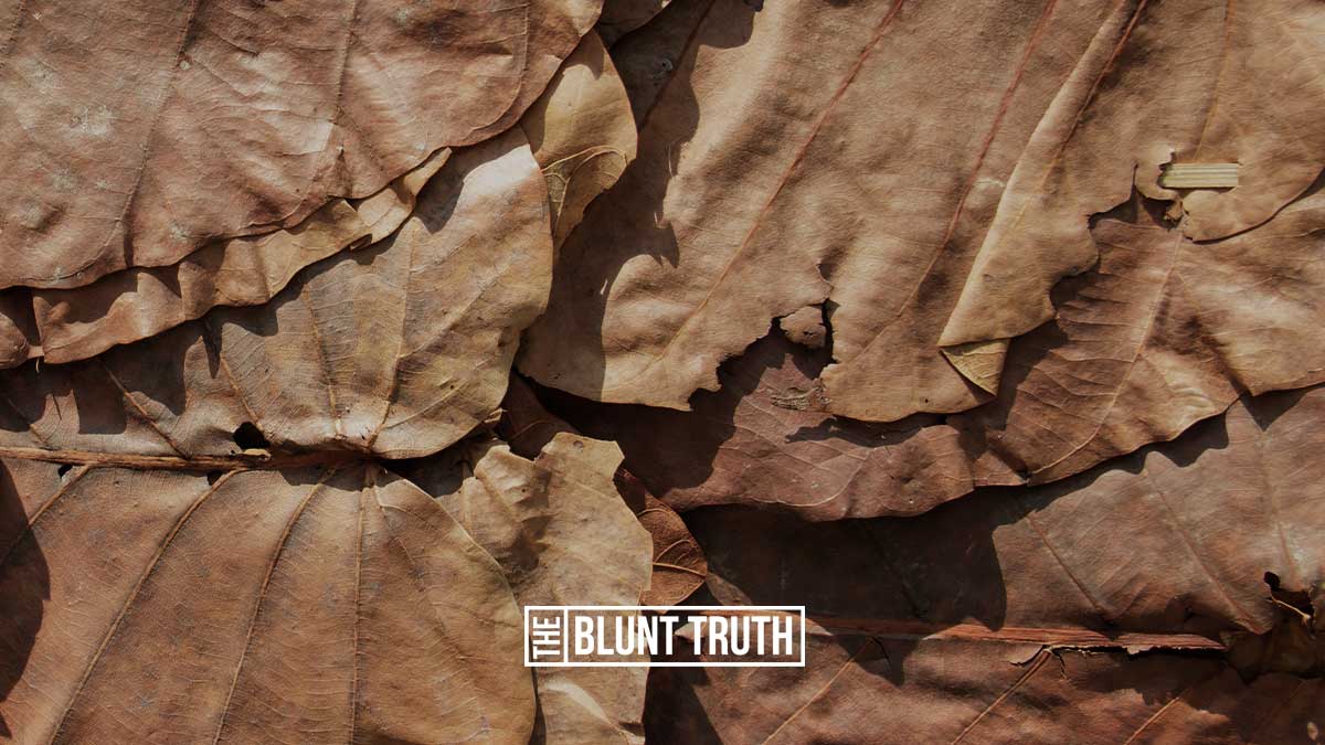 cured tobacco leaves laid out for drying and sorting