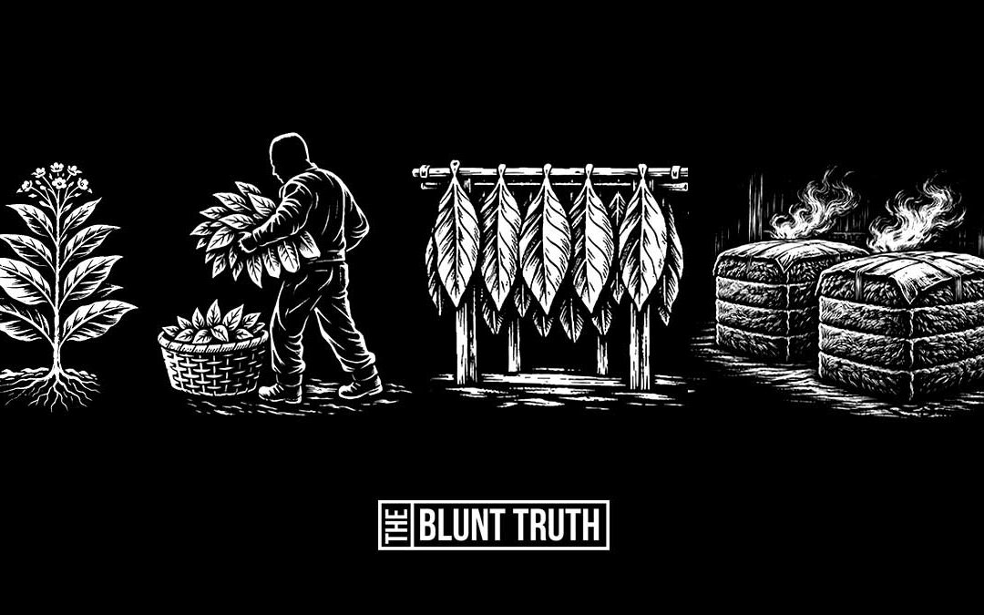 How Tobacco Is Grown