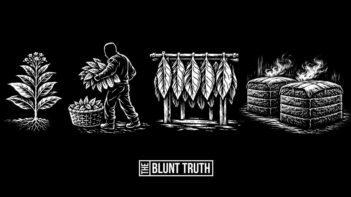 tobacco plant harvest curing fermentation process illustration