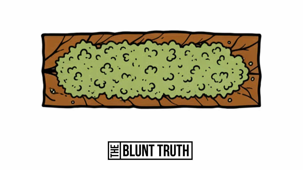 Even cannabis distribution on blunt wrap - green cannabis laid in a straight line down the center of a brown tobacco wrap.