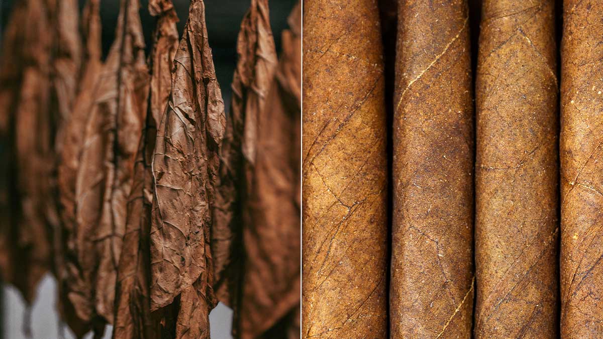Premium tobacco leaves curing beside high-quality blunt wraps with smooth natural wrapper texture