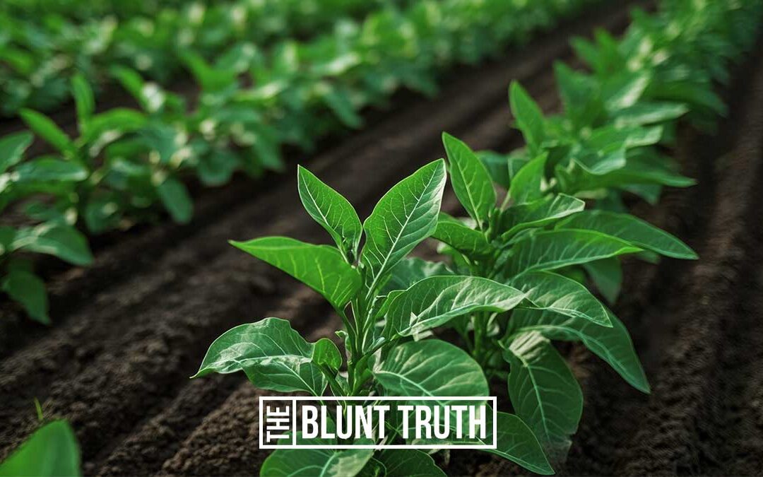 What Is Tobacco Leaf?