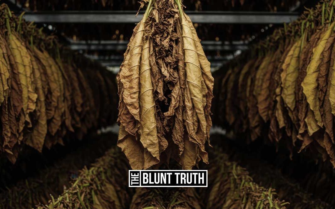 How Tobacco Is Cured