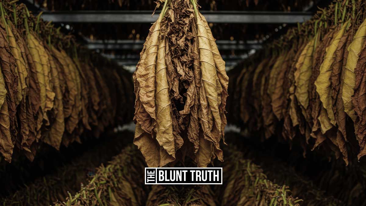 tobacco leaves hanging in a curing barn during the air curing process