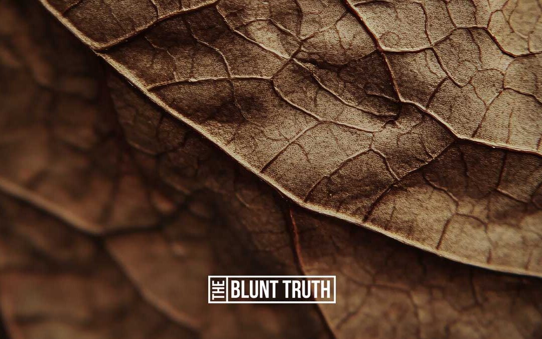 What Is Cigar Wrapper Leaf