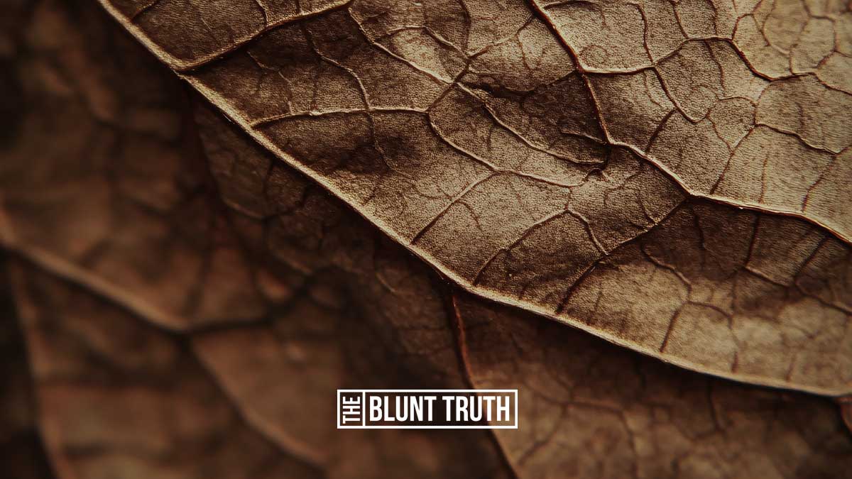 cured cigar wrapper tobacco leaves showing vein structure